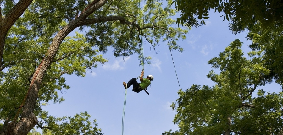 Tree Work